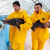 50 граммов осетровой икры стоят 1000 грн. Чтобы получить 1 кг, нужно девять лет на выращивание рыбы. Фоторепортаж с предприятия Stellar Caviar