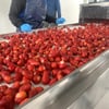Технологічний акселератор. Як компанія INSORTEX автоматизує виробництва