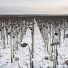 Viktor Fridshon/Global Images Ukraine via Getty Images