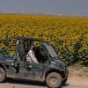 Врожайність соняшнику відстає на 10% від минулорічної, сої – випереджає на 9%