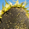 надано пресслужбою Kernel