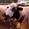 «Гуцульська овеча бриндзя»&amp;nbsp;– один из трех украинских продуктов с защищенным географическим происхождением. Как ее изготавливают