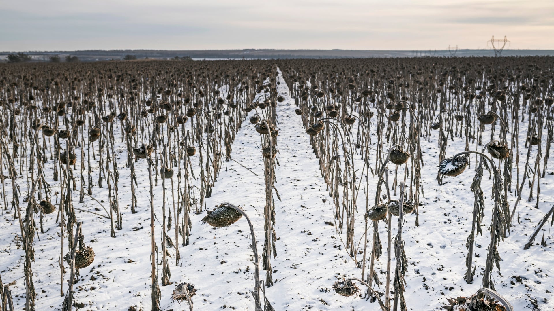 Viktor Fridshon/Global Images Ukraine via Getty Images