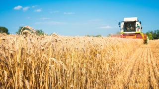 Війна в Україні. Світові ціни на пшеницю підскочили до 14-річного максимуму