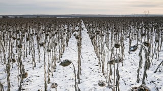 Viktor Fridshon/Global Images Ukraine via Getty Images