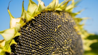 надано пресслужбою Kernel