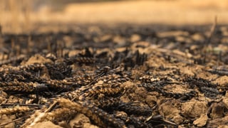 Ілюстрація Shutterstock