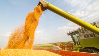 Путін напав на Україну, але від голоду страждатимуть країни Африки та Азіії. Чому