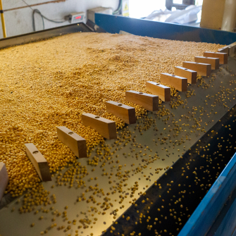 соєві правки мито на експорт ріпаку /Getty Images