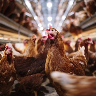 Українські постачальники м’яса птиці отримали доступ до ринку Оману /Getty Images