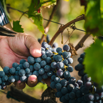 З української лози – у світ. Еволюція українського виноробства /Shutterstock