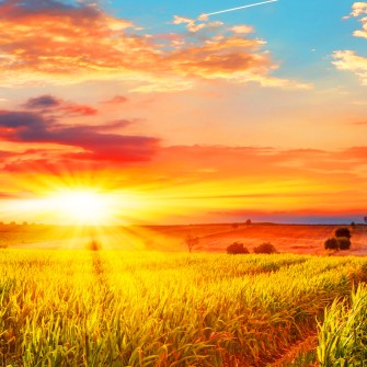 Через три года цена сельхозземель в Украине может вырасти на 70%. Поэтому сейчас выгодное время, чтобы ее купить /Фото Shutterstock