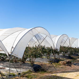 купити землю, сільське господарство /Иллюстрация Shutterstock