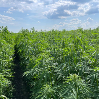 технічні коноплі «Агротрейд» Овсянник /предоставлено пресс-службой