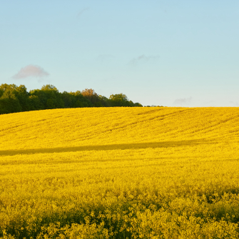 мито ріпак та соя /ShutterStock