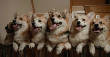 «Мы, наши любимцы и война», Антон Птушкин