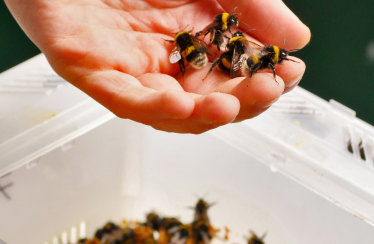 Наверху пищевой цепочки. Альбина Антоненкова выращивает хищных жуков. Как для завоевания рынка она построила хищный отдел продаж /Фото 2