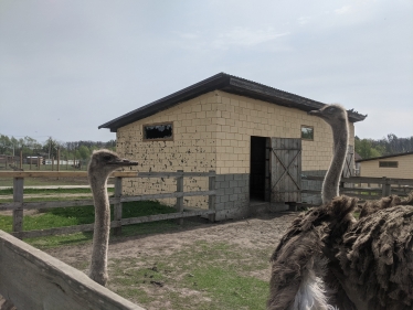 Страусы погибли, олени, муфлоны и дикобразы ушли в лес. Трагедия на Ясногородской страусиной ферме /Фото 9