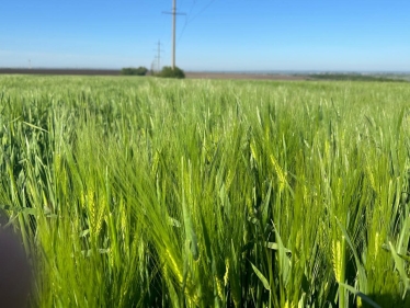 Аграрії півдня України прогнозують аномально ранні жнива /Фото 1