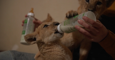 «Мы, наши любимцы и война», Антон Птушкин