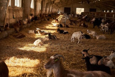 Здесь варят сыр. Как на местном патриотизме и альпийских козах создать конкурента французским и голландским брендам /Фото 5