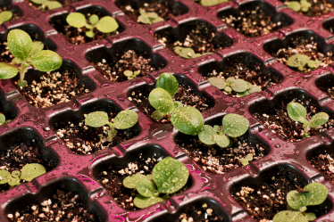 Наверху пищевой цепочки. Альбина Антоненкова выращивает хищных жуков. Как для завоевания рынка она построила хищный отдел продаж /Фото 9