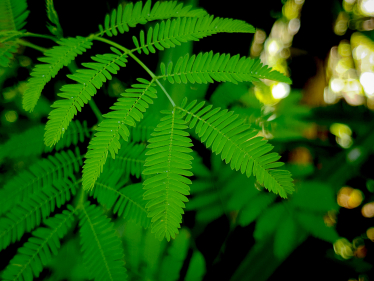 ДМТ психоделики листьев /Getty Images