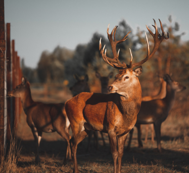 Парк «На рогах»