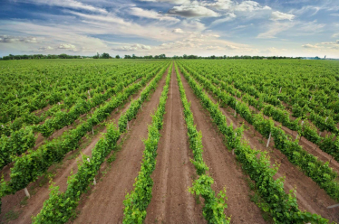 Руйнівники стереотипів: як українське вино підкорює світ /Фото 4