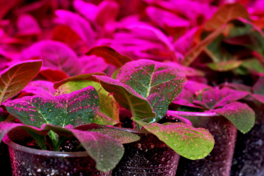 Наверху пищевой цепочки. Альбина Антоненкова выращивает хищных жуков. Как для завоевания рынка она построила хищный отдел продаж /Фото 11