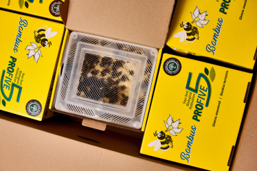 Наверху пищевой цепочки. Альбина Антоненкова выращивает хищных жуков.&amp;nbsp;Как для завоевания рынка она построила хищный отдел продаж /Фото 4