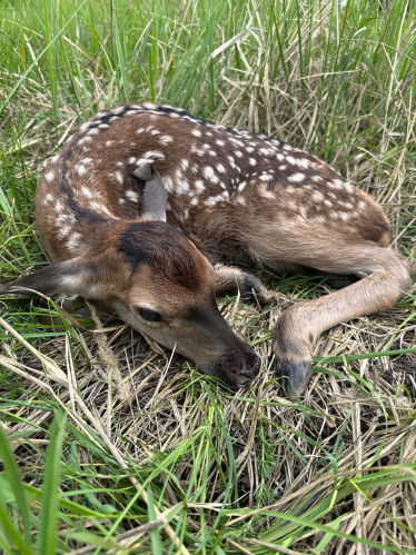 Оленячий парк «На рогах»