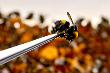 Наверху пищевой цепочки. Альбина Антоненкова выращивает хищных жуков.&amp;nbsp;Как для завоевания рынка она построила хищный отдел продаж /Фото 3