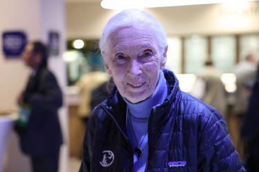 Джейн Гудолл /Getty Images