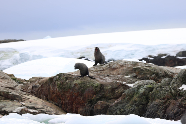 фільм Антарктида /надано пресслужбою