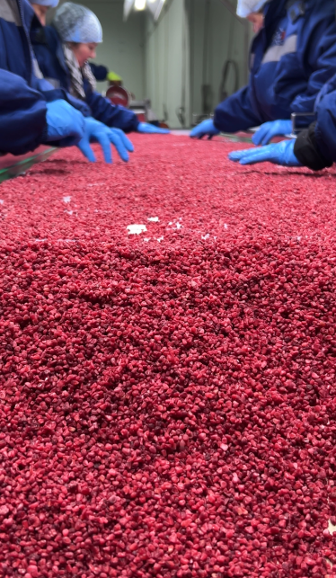 INSORTEX equipment for sorting and processing berries