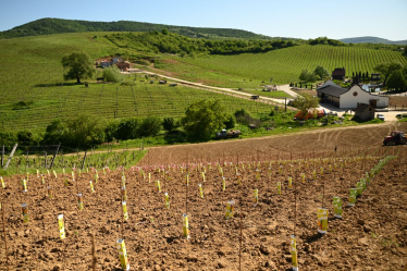 Good Wine /предоставлено пресс-службой