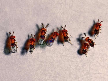 «Біобаланс»