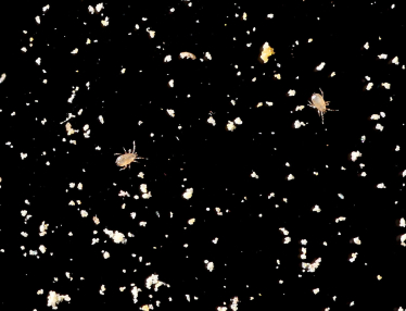 Наверху пищевой цепочки. Альбина Антоненкова выращивает хищных жуков. Как для завоевания рынка она построила хищный отдел продаж /Фото 14