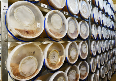 Наверху пищевой цепочки. Альбина Антоненкова выращивает хищных жуков.&amp;nbsp;Как для завоевания рынка она построила хищный отдел продаж /Фото 7