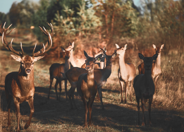 предоставлено пресс-службой