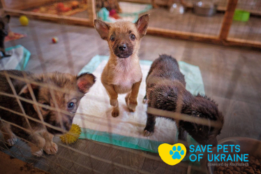 Допомога притулкам, зооволонтерам та домашнім тваринам під час війни. Благодійні проєкти Kormotech у цифрах /Фото 1