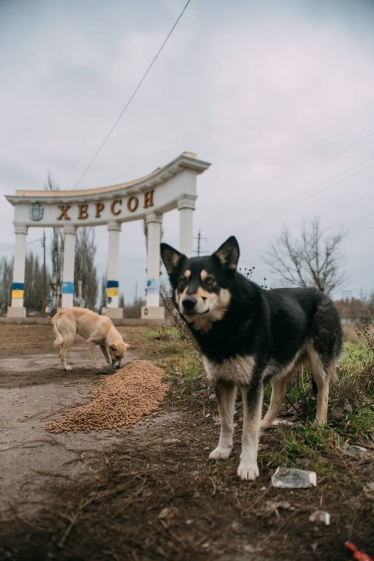 Допомога притулкам, зооволонтерам та домашнім тваринам під час війни. Благодійні проєкти Kormotech у цифрах /Фото 2