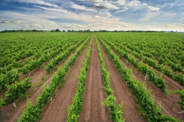 «Наша мета – потрапити до топ-50 виноробень світу». Гіоргі Іукурідзе, засновник SHABO, про виноробний бізнес в Україні /Фото 2