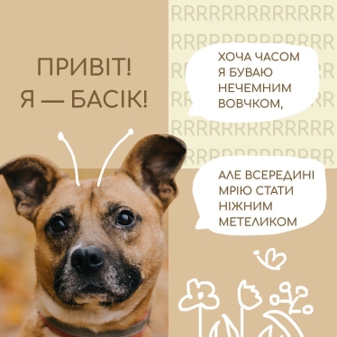 Допомога притулкам, зооволонтерам та домашнім тваринам під час війни. Благодійні проєкти Kormotech у цифрах /Фото 4