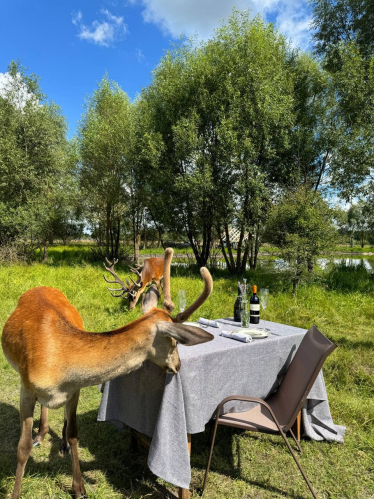 Оленячий парк «На рогах»