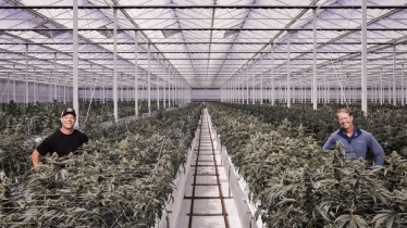 Дрібка жадібності. Як американський уряд провалив легалізацію ринку марихуани /Фото 1