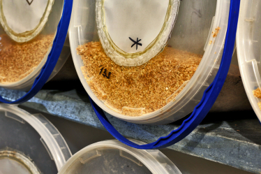 Наверху пищевой цепочки. Альбина Антоненкова выращивает хищных жуков.&amp;nbsp;Как для завоевания рынка она построила хищный отдел продаж /Фото 12