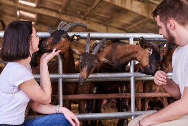 Здесь варят сыр. Как на местном патриотизме и альпийских козах создать конкурента французским и голландским брендам /Фото 3