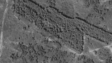 Росіяни крадуть ліс з окупованих територій. WSJ опублікувала супутникові знімки з Херсонщини /Фото 1